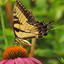 Eastern Tiger Swallowtail