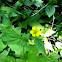  St. Benedict's Herb or Herb Bennet