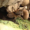 Baboon Spider