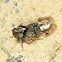 Cixiid Planthopper