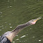 Anhinga