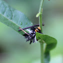 Milkweed Tussock Moth