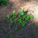 Periwinkle surrounded by Lilly of the Valley