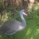 Sandhill Crane