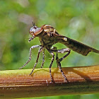 Robber fly