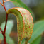 Two-tailed Eucalypt Gaul
