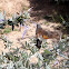 Esfinge colibrí, Hummingbird hawk-moth