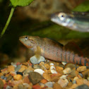 Rainbow Darter