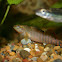 Rainbow Darter