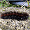 Fox Moth