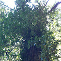 English oak