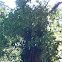 English oak