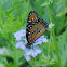 Queen Butterfly