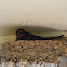 Barn Swallow; Golondrina Común