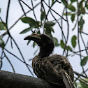 African Grey Hornbill