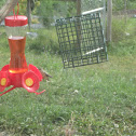 hummingbird