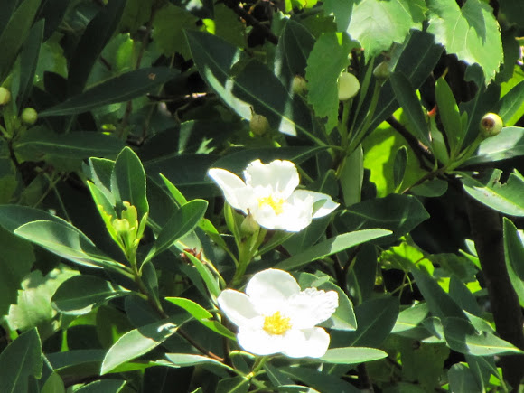 Spotting Image 1