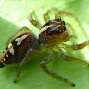 Jumping Spider