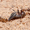 Ants