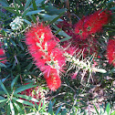 Bottlebrush