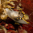Three-coloured polycera