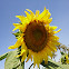 Helianthus annuus