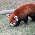 Red Panda
