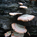 Turkey Tail Fungus