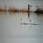 tundra swan
