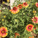 Blanket flower