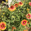 Blanket flower