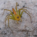 Lynx spider