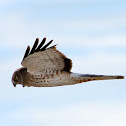 Northern Harrier (female)