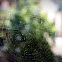 cobweb