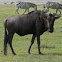 Blue Wildebeest