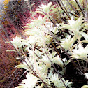 White Sage