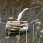 Snowy Egret