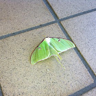 Lunar moth