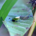 Green Vegetable Bug
