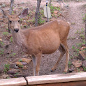 Mule deer