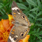 Common buckeye