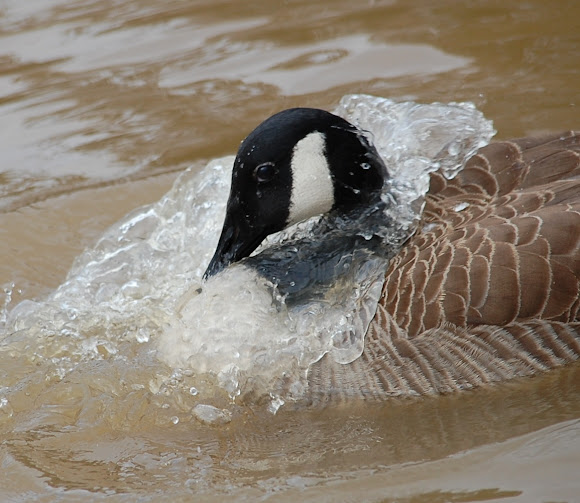 Spotting Image 1