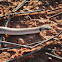 Inland Taipan (juvenile)