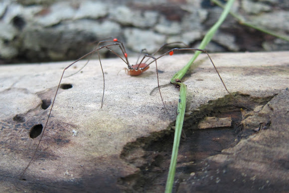 Spotting Image 1