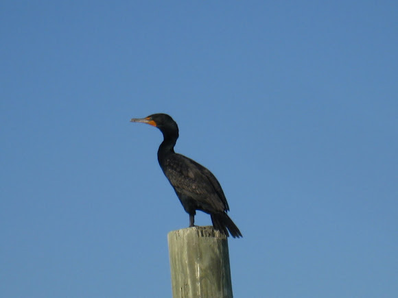 Spotting Image 1