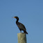 Cormorant