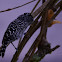 Barred antshrike