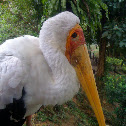Milky Stork