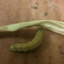 Corn Earworm