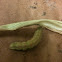 Corn Earworm